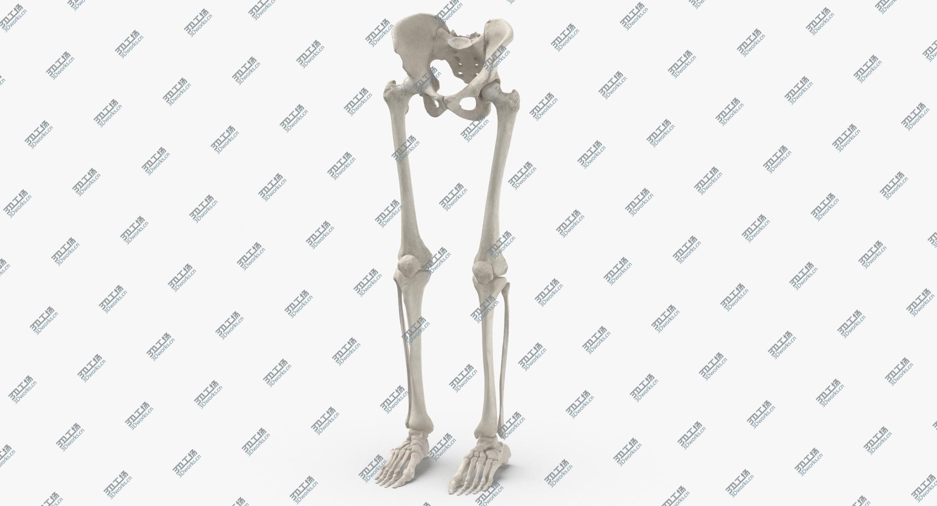 images/goods_img/2021040164/3D Real Human Legs and Pelvis Bones Anatomy White 01/4.jpg